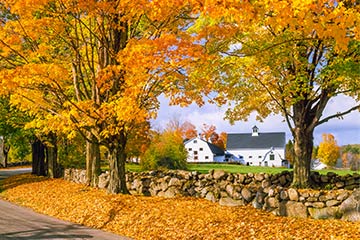 View of New Hampshire trees during fall